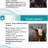 Засідання гуртка «Міфлаб» 17 грудня 2025 року. Жіночі та чоловічі архетипи в особистому житті та історичних сценаріях.